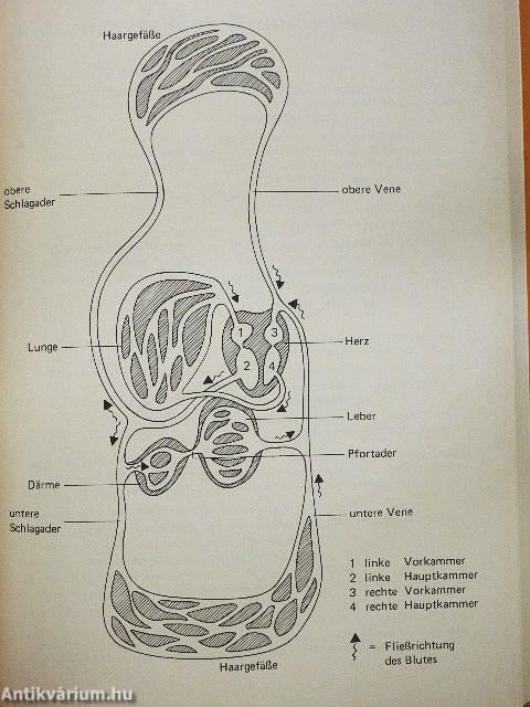 Der junge Konditor 1.