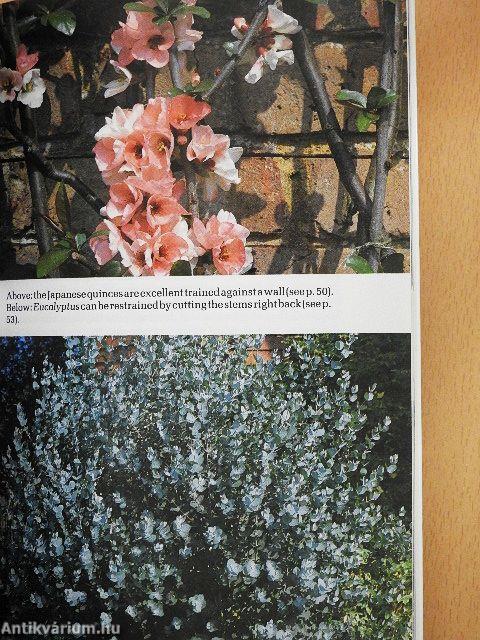 Pruning Ornamental Shrubs