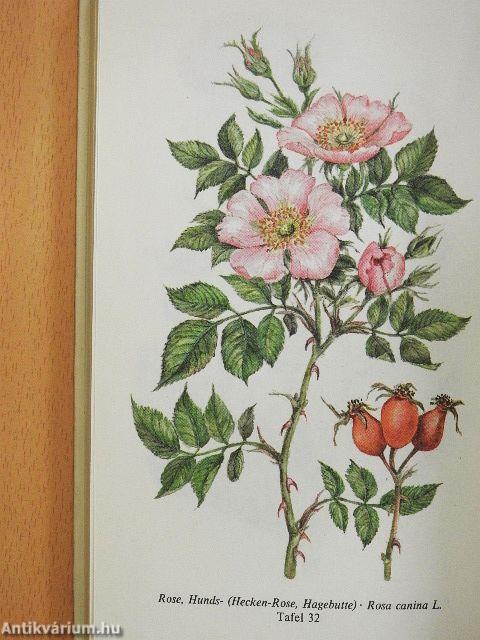 Pflanzen helfen heilen