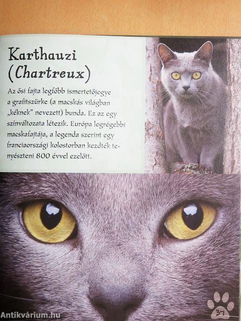 Imádom a macskákat!