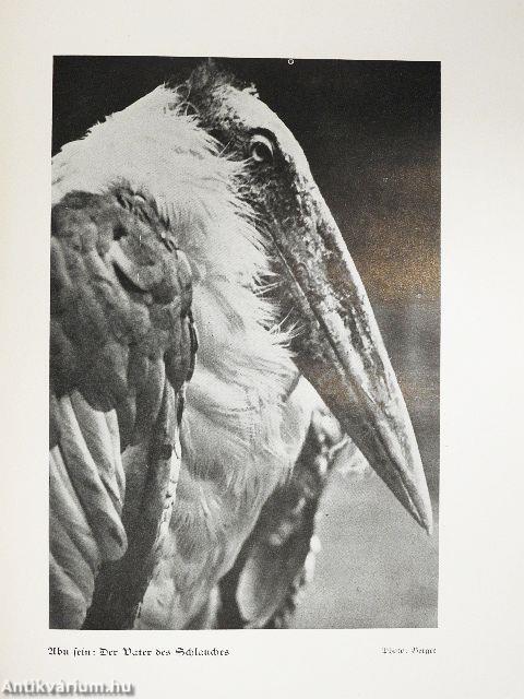 Tierparadies Afrika (gótbetűs)