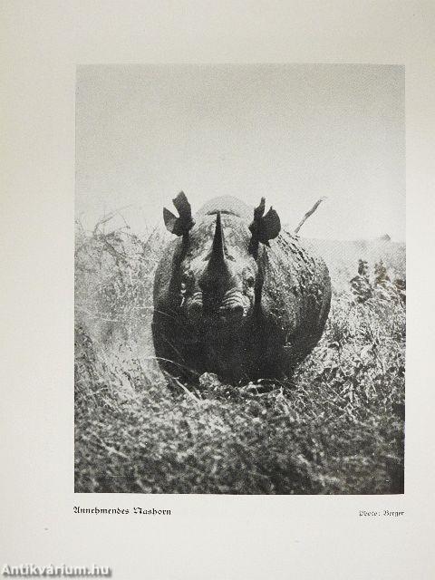 Tierparadies Afrika (gótbetűs)