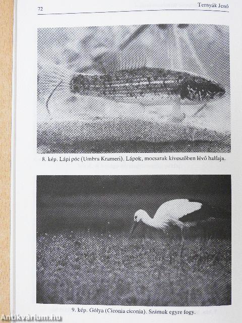 Írások Kiskunhalasról