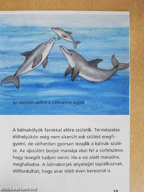 Bálnák és delfinek