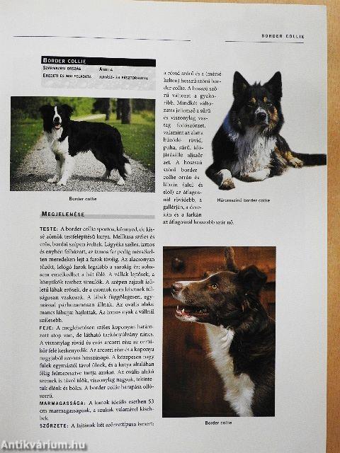 Kutyák enciklopédiája