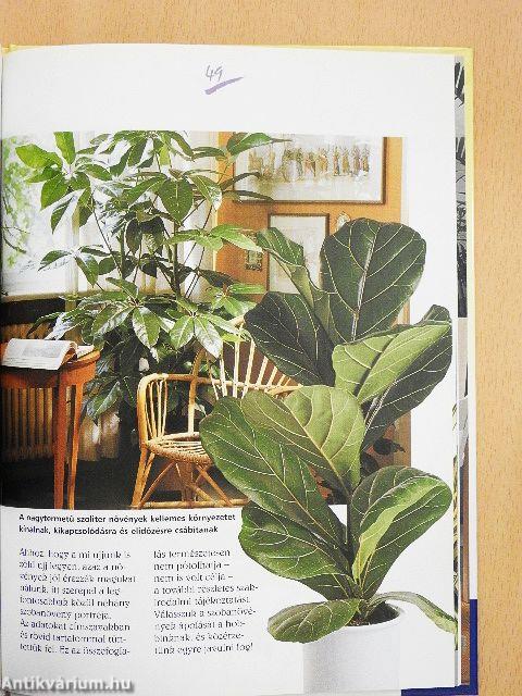 Egészség és energia szobanövények segítségével