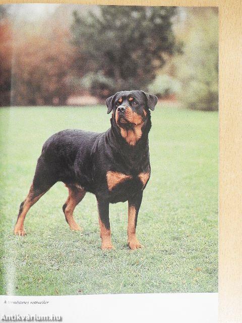 A rottweiler