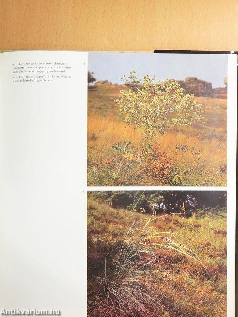 Die Pflanzenwelt Europas