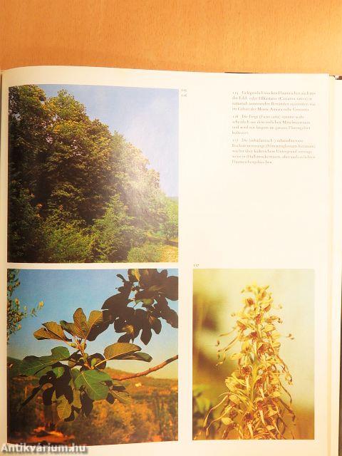 Die Pflanzenwelt Europas