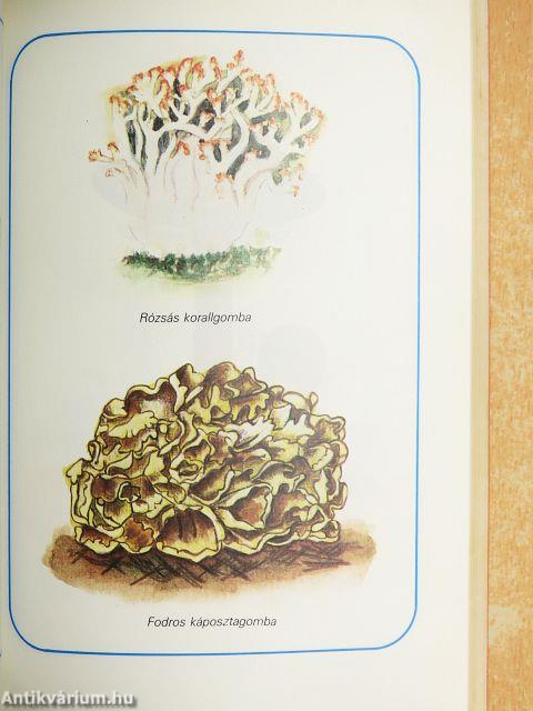 Erdő, mező ajándékai