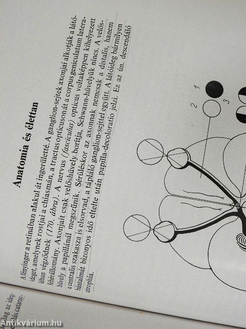 A szemészet alapvonalai