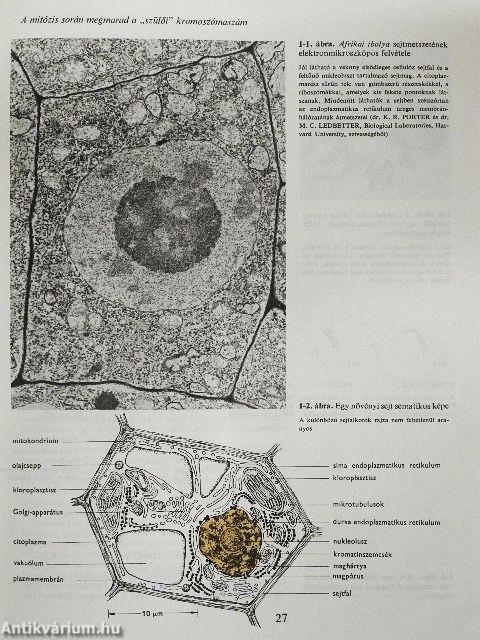 A gén molekuláris biológiája