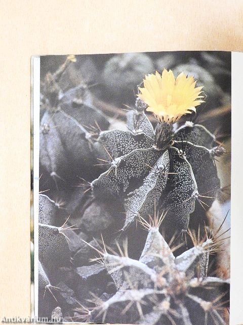 Von der Schönheit der Schöpfung