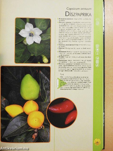 Szobanövények gondozása, szaporítása