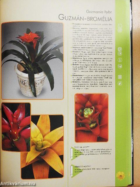 Szobanövények gondozása, szaporítása