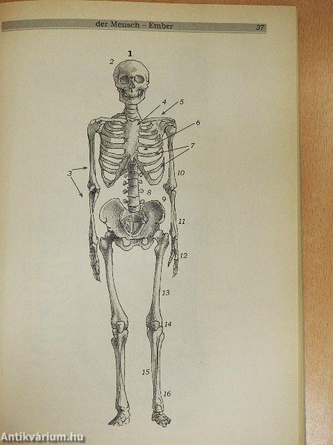 Képes német szótár