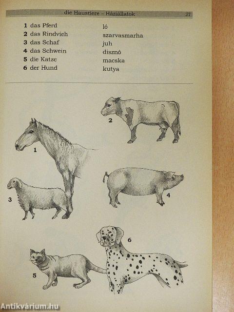 Képes német szótár