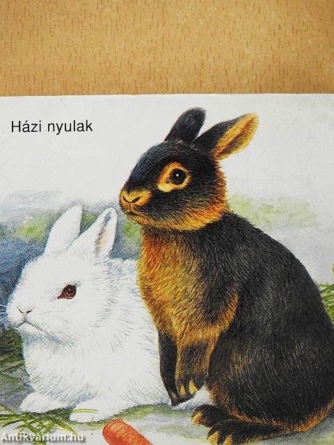 Állatkáim