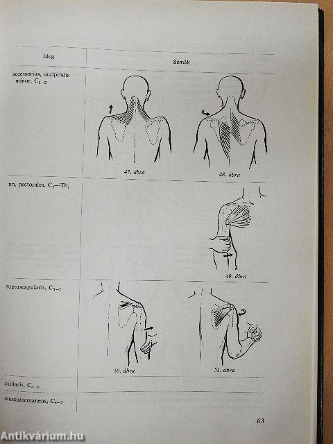 A klinikai neurologia alapjai