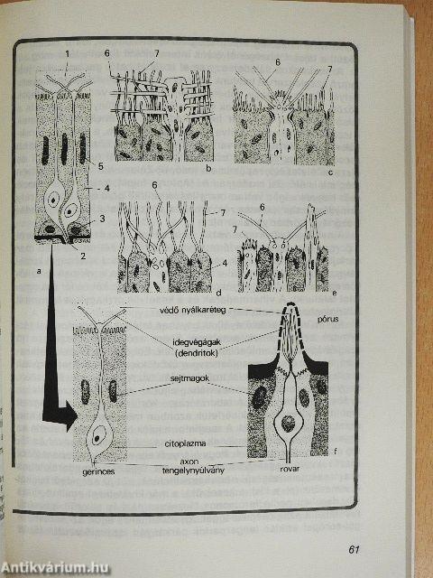 Állat az állatnak üzen