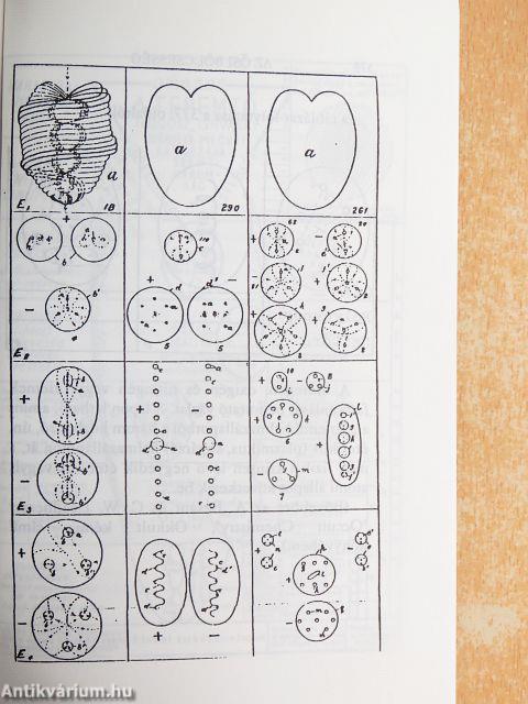 Az ősi bölcsesség