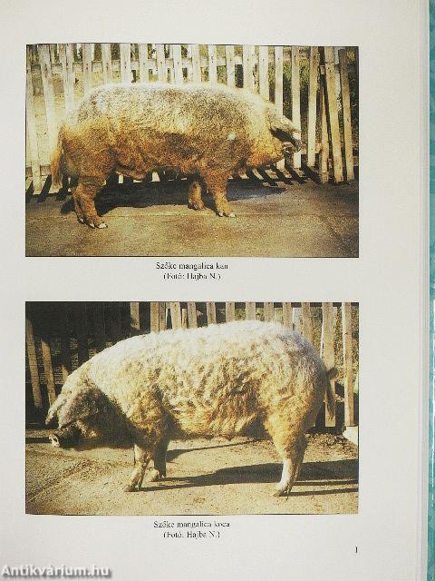 Sertés, nyúl, prémes állatok, hal