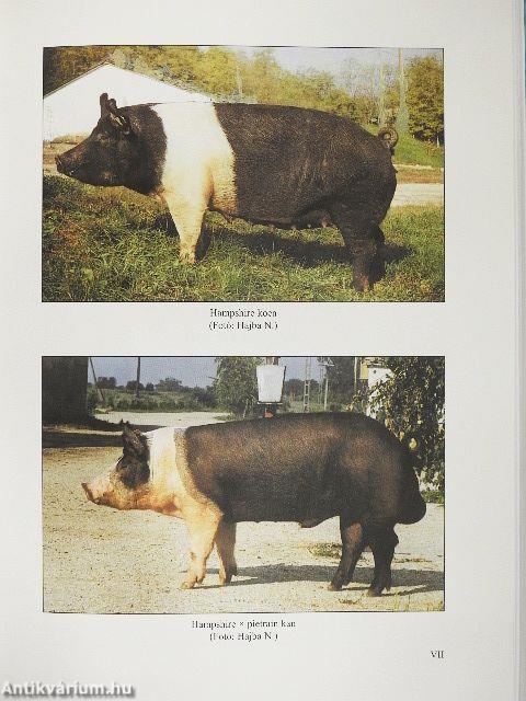 Sertés, nyúl, prémes állatok, hal