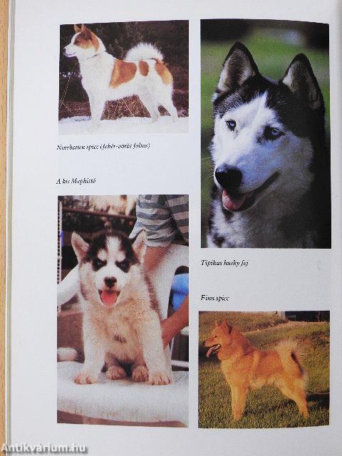 Északi kutyafajták