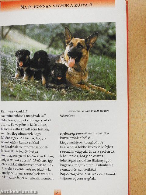 A német juhászkutya tartása, ápolása, táplálása