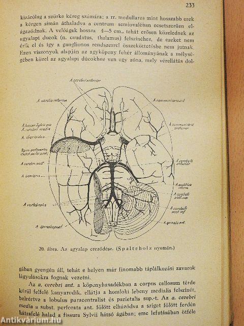 Az elmebetegségek és a kapcsolatos idegbetegségek kórtana