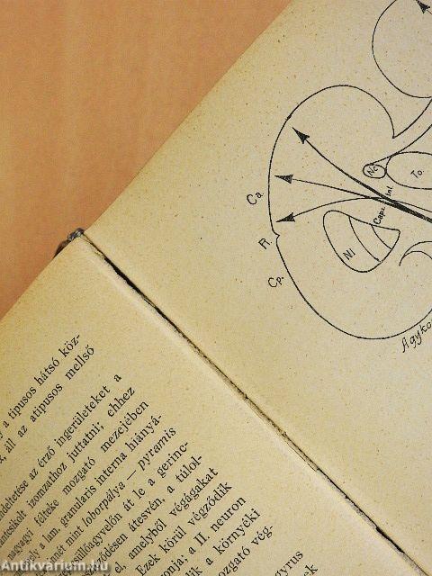 Az elmebetegségek és a kapcsolatos idegbetegségek kórtana