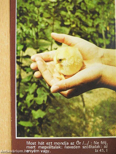 Katolikus zsebnaptár 1982