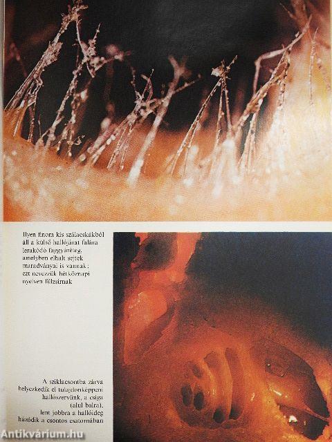 Hogyan érzékelünk?