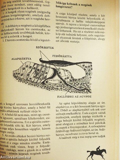 Hogyan érzékelünk?