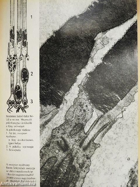 Hogyan érzékelünk?