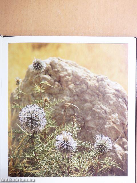 Veregiß nicht, daß deine Seele Flügel hat