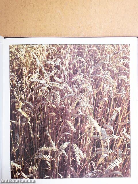 Veregiß nicht, daß deine Seele Flügel hat