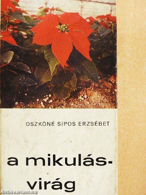 A mikulásvirág
