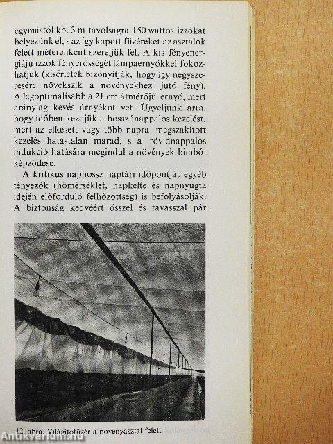 A mikulásvirág