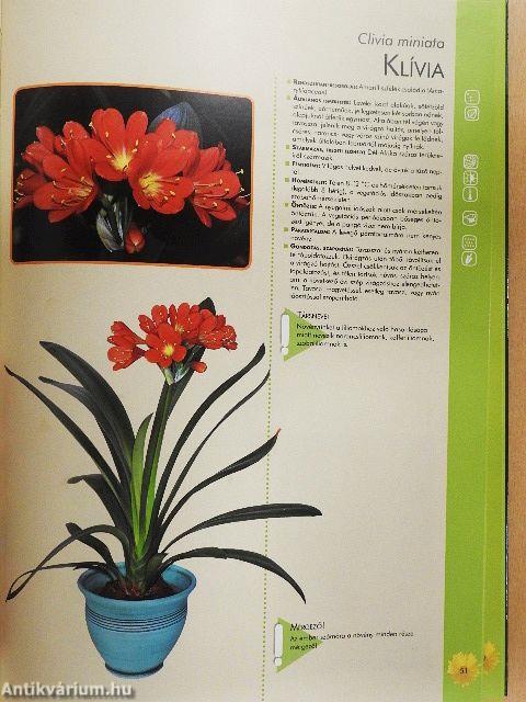 Szobanövények gondozása, szaporítása