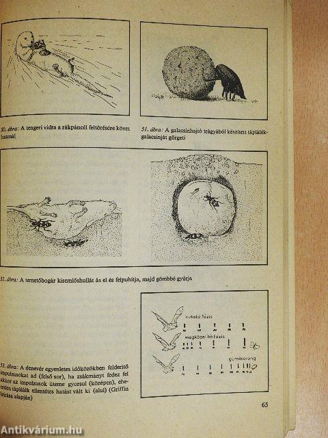Hogyan viselkednek az állatok