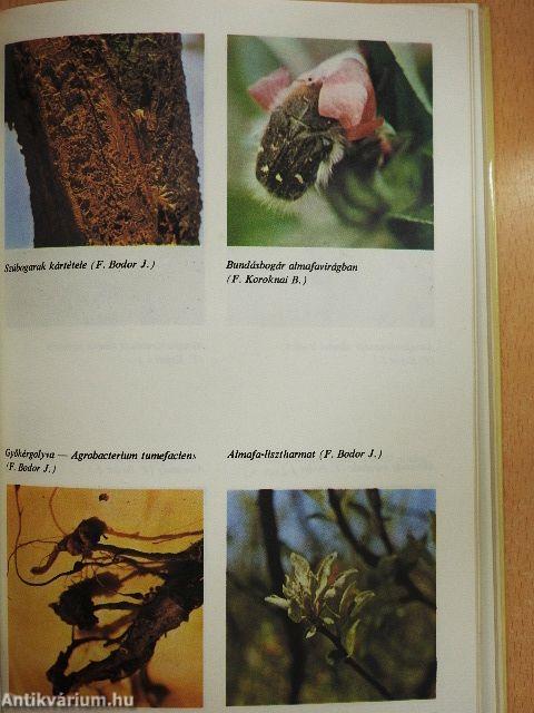 Növényvédelem a kiskertben