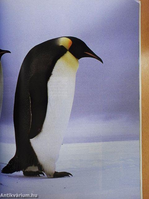 Africa Geographic October 2008