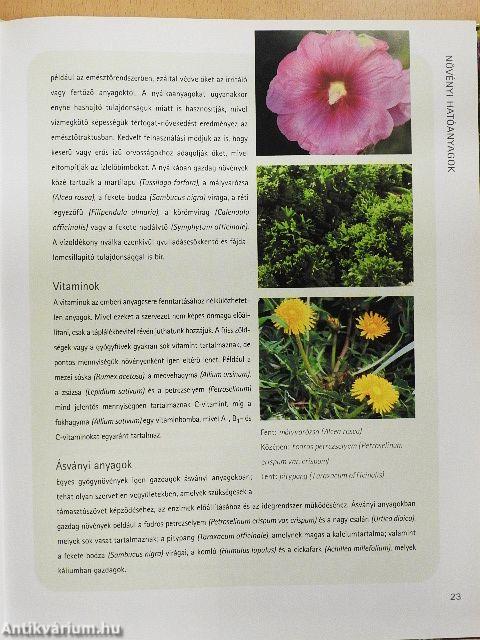Gyógy- és fűszernövények kézikönyve