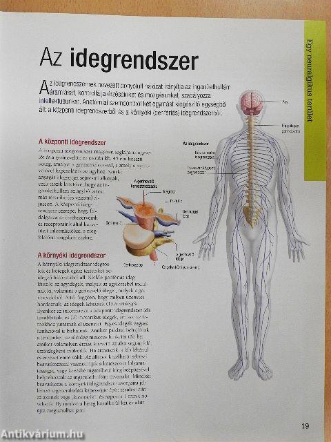 Friss elmével egy életen át