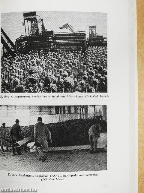 Hagymafélék termesztése