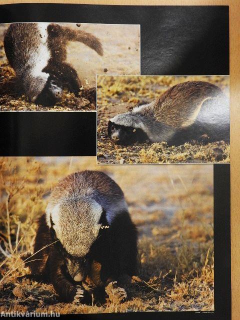 Africa Geographic March 2009