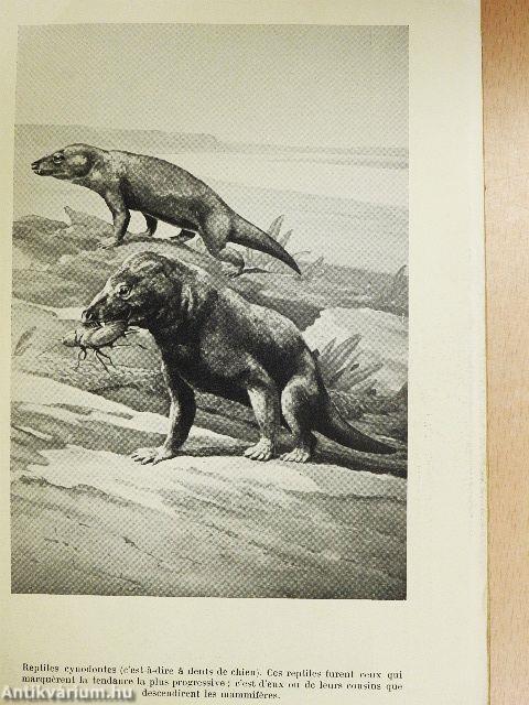 Les étapes des espéces animales