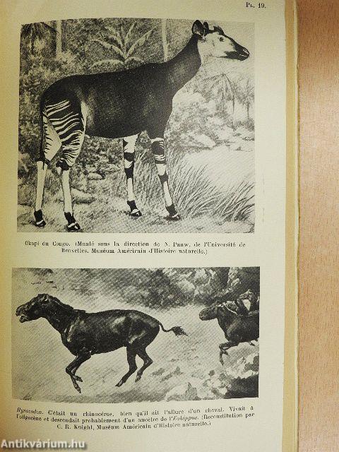 Les étapes des espéces animales