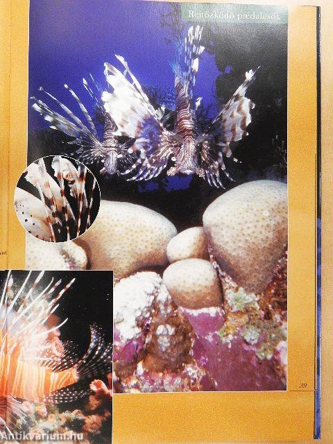 Barangolás a ragadozók világában